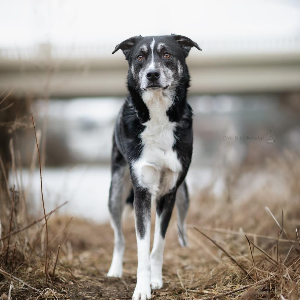 Enlarge Bartleby, a Adoptable mixed breed in Wauwatosa, WI image 1/6