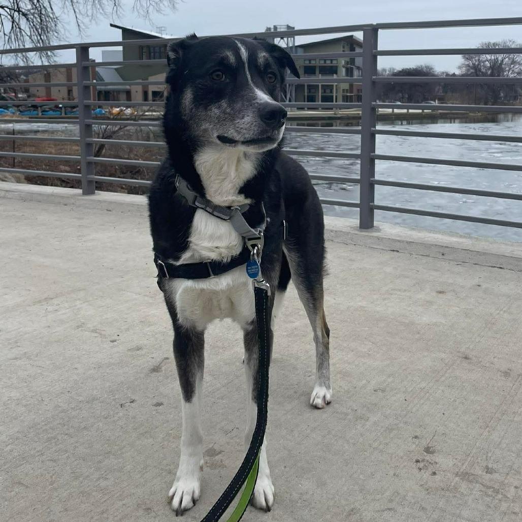 Enlarge Bartleby, a Adoptable mixed breed in Wauwatosa, WI image 5/6