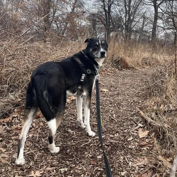 Enlarge Bartleby, a Adoptable mixed breed in Wauwatosa, WI image 6/6