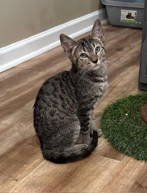 TikTok, Adopted, Young Male Tabby.