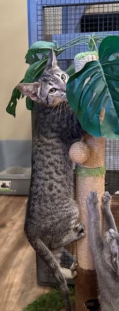 Enlarge TikTok, a Adopted Tabby in Lawrenceville, GA image 2/4