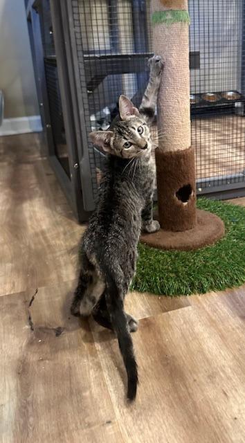 Enlarge TikTok, a Adopted Tabby in Lawrenceville, GA image 3/4