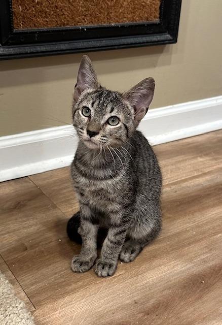 Enlarge TikTok, a Adopted Tabby in Lawrenceville, GA image 4/4