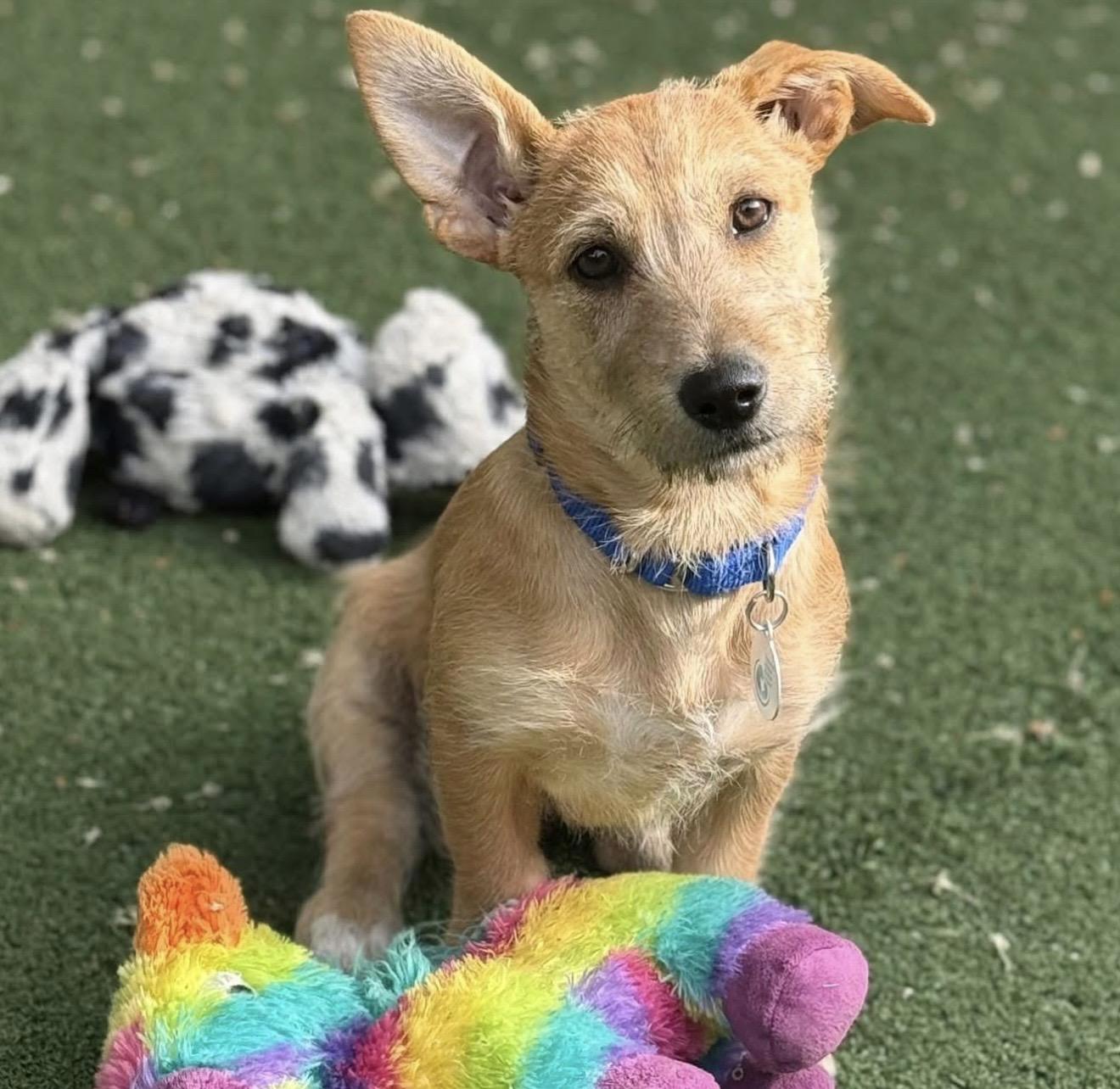 Ginger, adoptable, Puppy Female Mixed Breed.