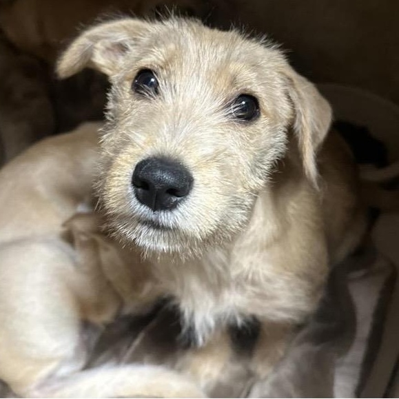 Enlarge Ginger, an adoptable mixed breed in Santa Rosa, CA image 2/2