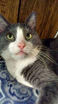 Dillon, Adoptable, Senior Male Domestic Short Hair.