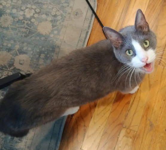 Dillon, Adoptable, Senior Male Domestic Short Hair.