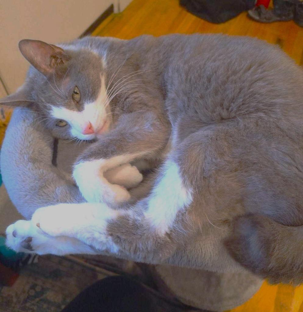 Enlarge Dillon, a Adoptable mixed breed in Salt Lake City, UT image 2/5