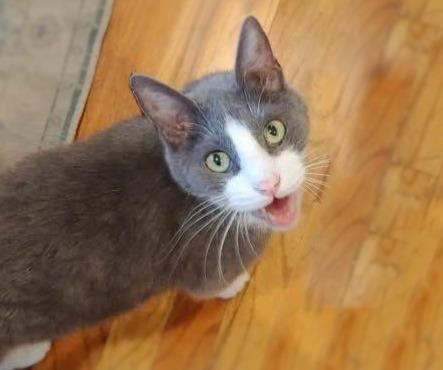 Dillon, a Adoptable mixed breed in Salt Lake City, UT image 4/6