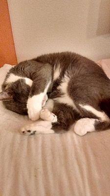 Dillon, a Adoptable mixed breed in Salt Lake City, UT image 3/6