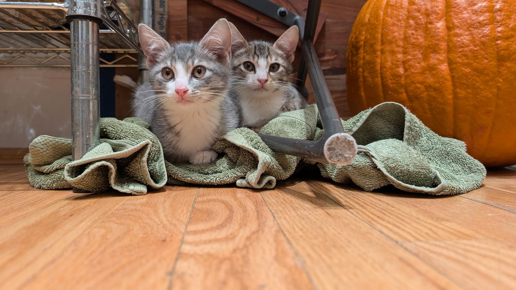 Gyoza & Wonton, ADOPTABLE, Kitten Male Domestic Short Hair.