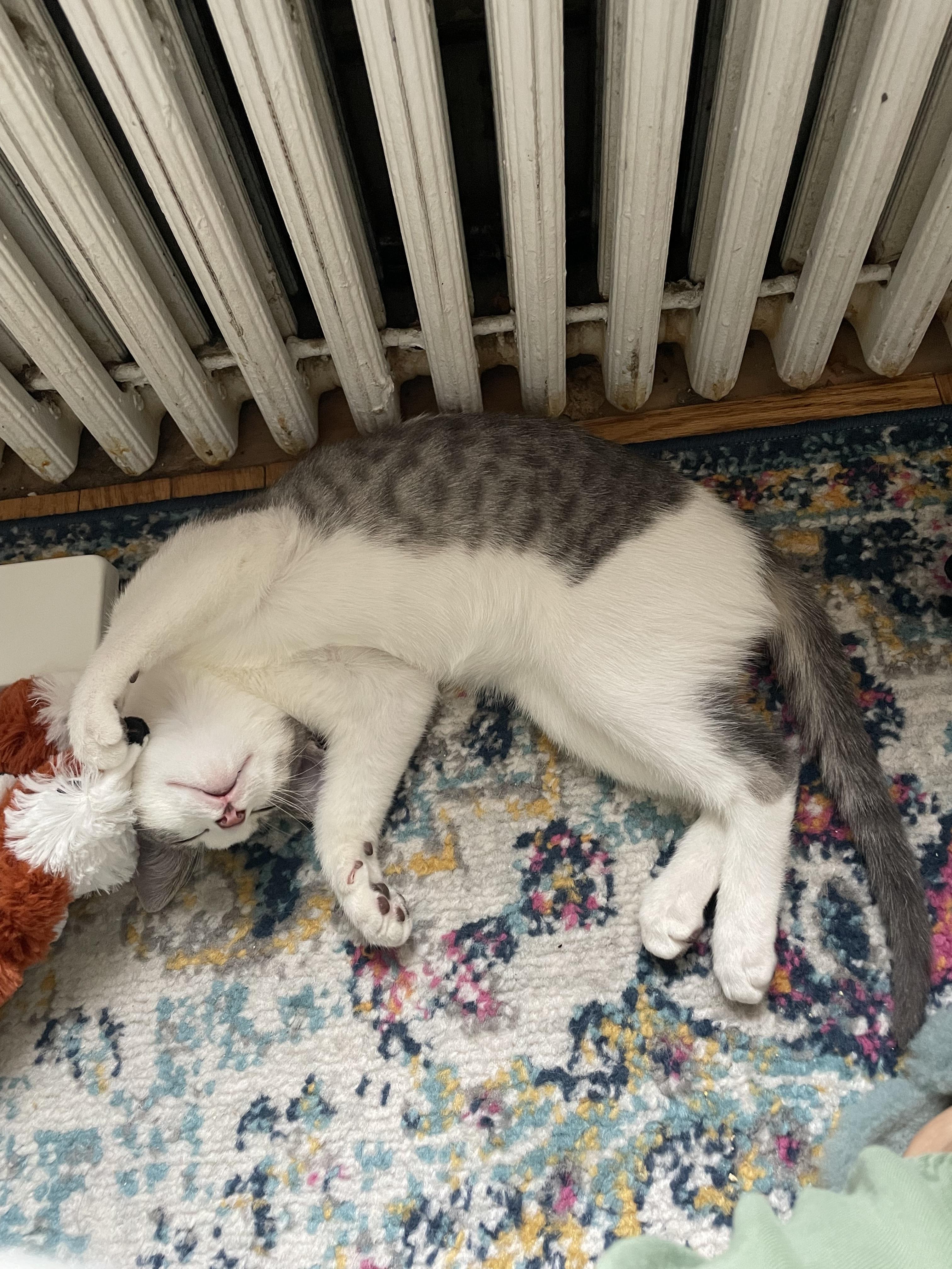 Enlarge Gyoza & Wonton, a ADOPTABLE Domestic Short Hair in Brooklyn, NY image 5/6