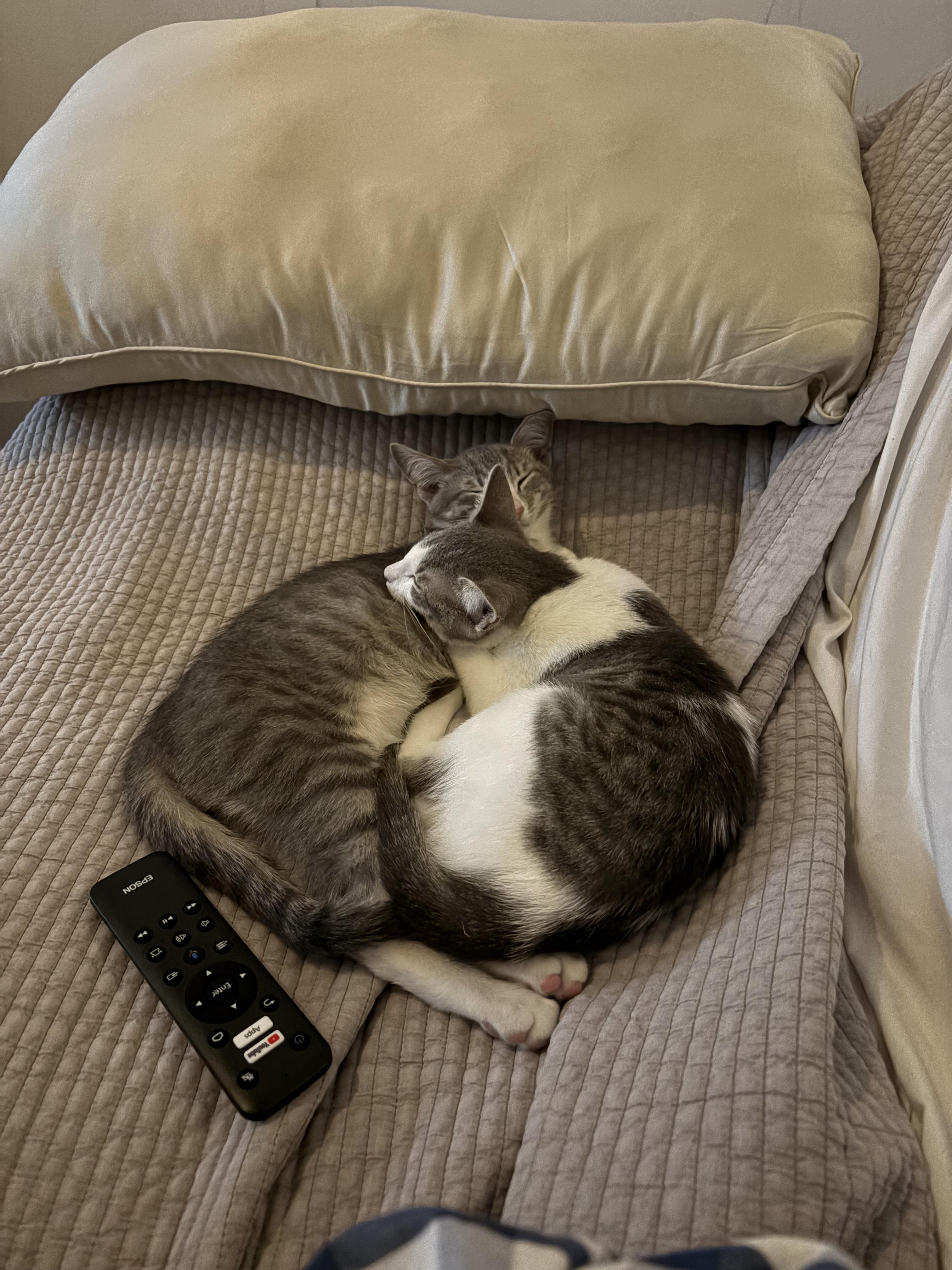 Enlarge Gyoza & Wonton, a ADOPTABLE Domestic Short Hair in Brooklyn, NY image 4/6