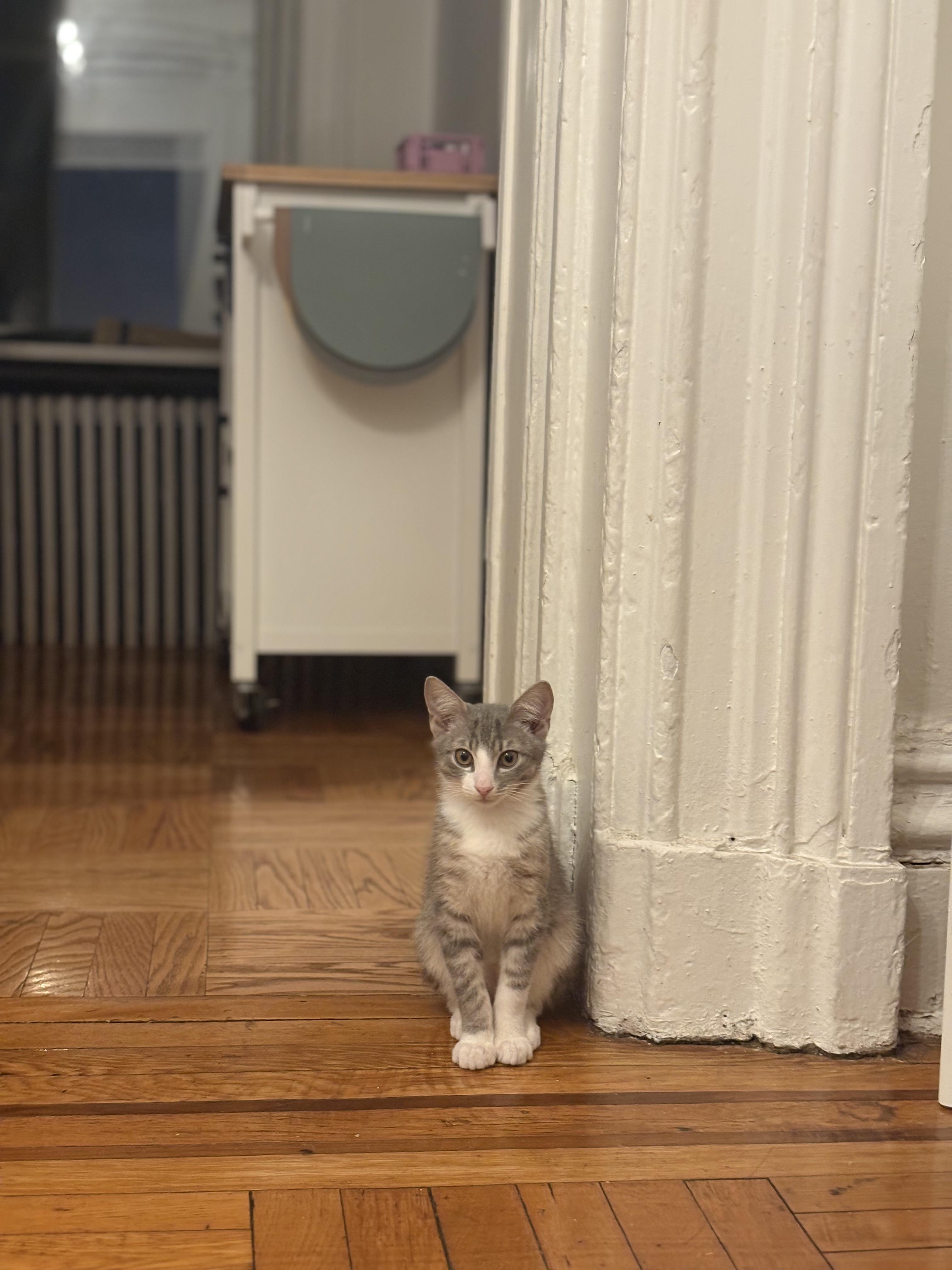 Enlarge Gyoza & Wonton, a ADOPTABLE Domestic Short Hair in Brooklyn, NY image 6/6