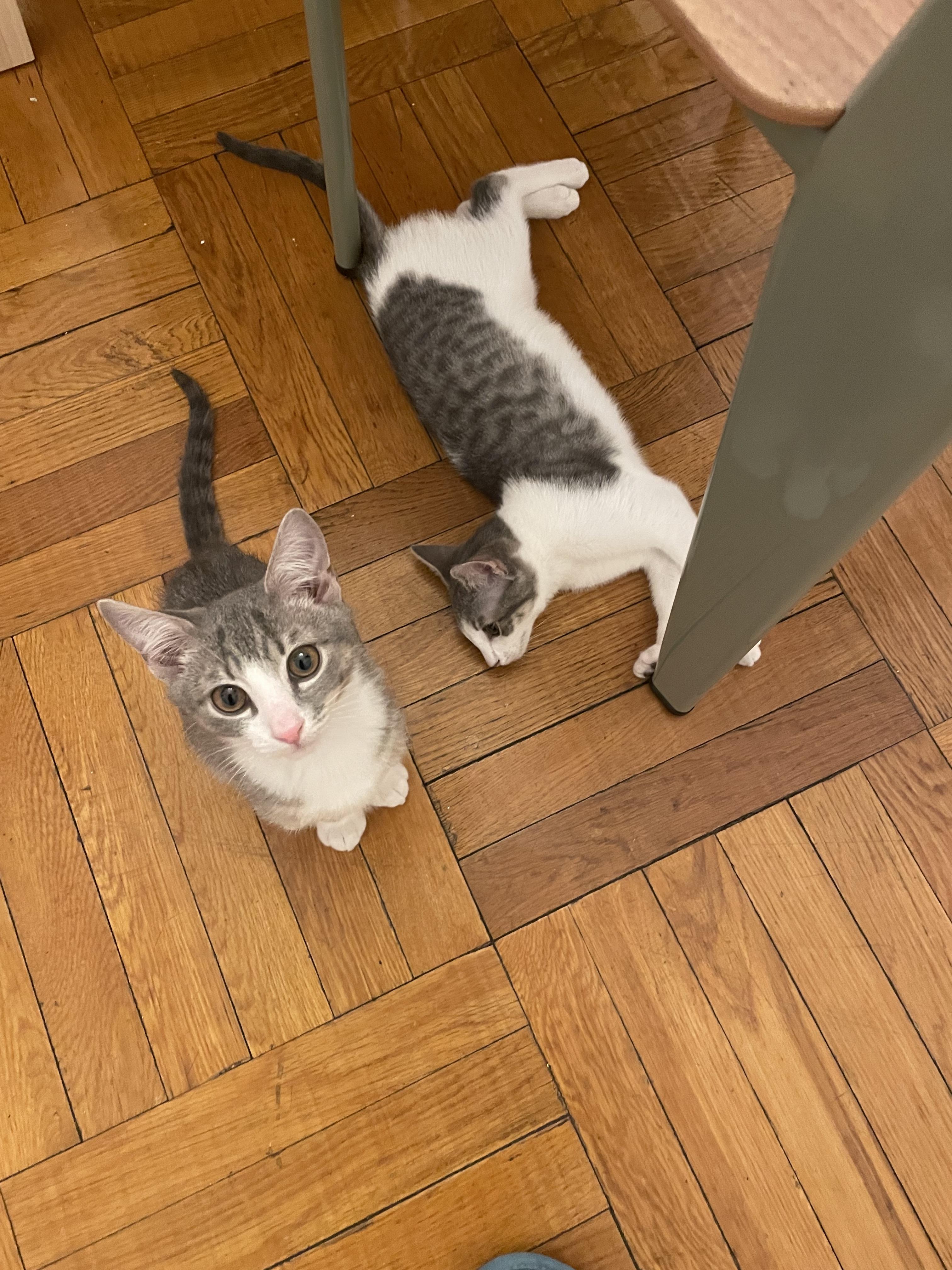 Enlarge Gyoza & Wonton, a ADOPTABLE Domestic Short Hair in Brooklyn, NY image 3/6