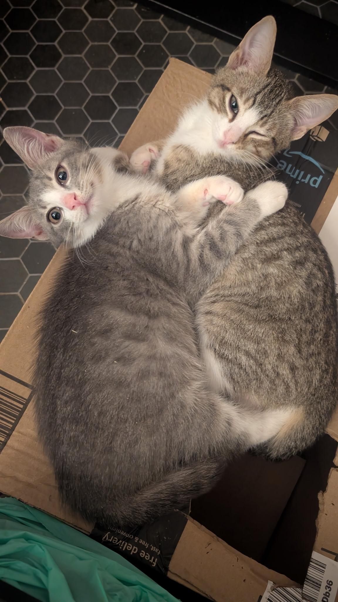 Enlarge Gyoza & Wonton, a ADOPTABLE Domestic Short Hair in Brooklyn, NY image 2/3