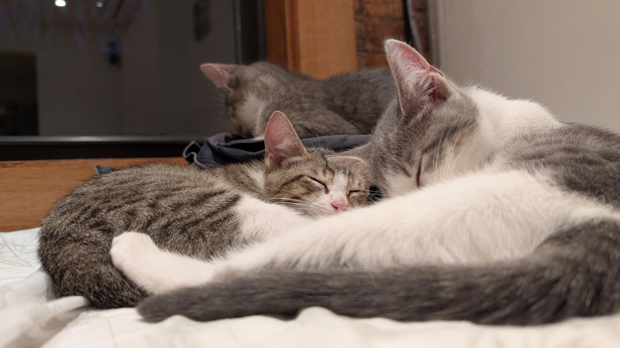 Enlarge Gyoza & Wonton, a ADOPTABLE Domestic Short Hair in Brooklyn, NY image 3/3