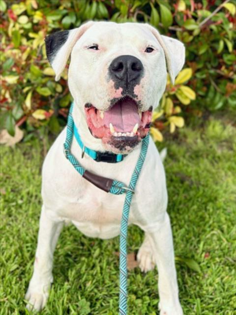 Enlarge MAI TAI, a Adoptable Dogo Argentino in Woodland, CA image 1/1
