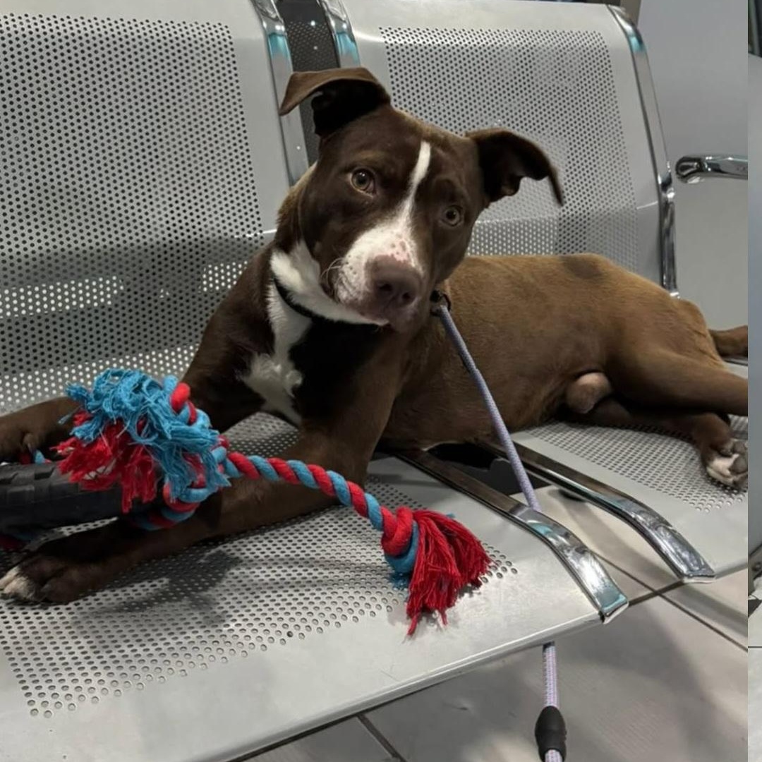 IGNACIO, Adoptable, Young Male American Staffordshire Terrier.