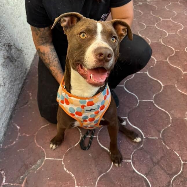 IGNACIO, a Adoptable mixed breed in Auburn, WA image 2/5