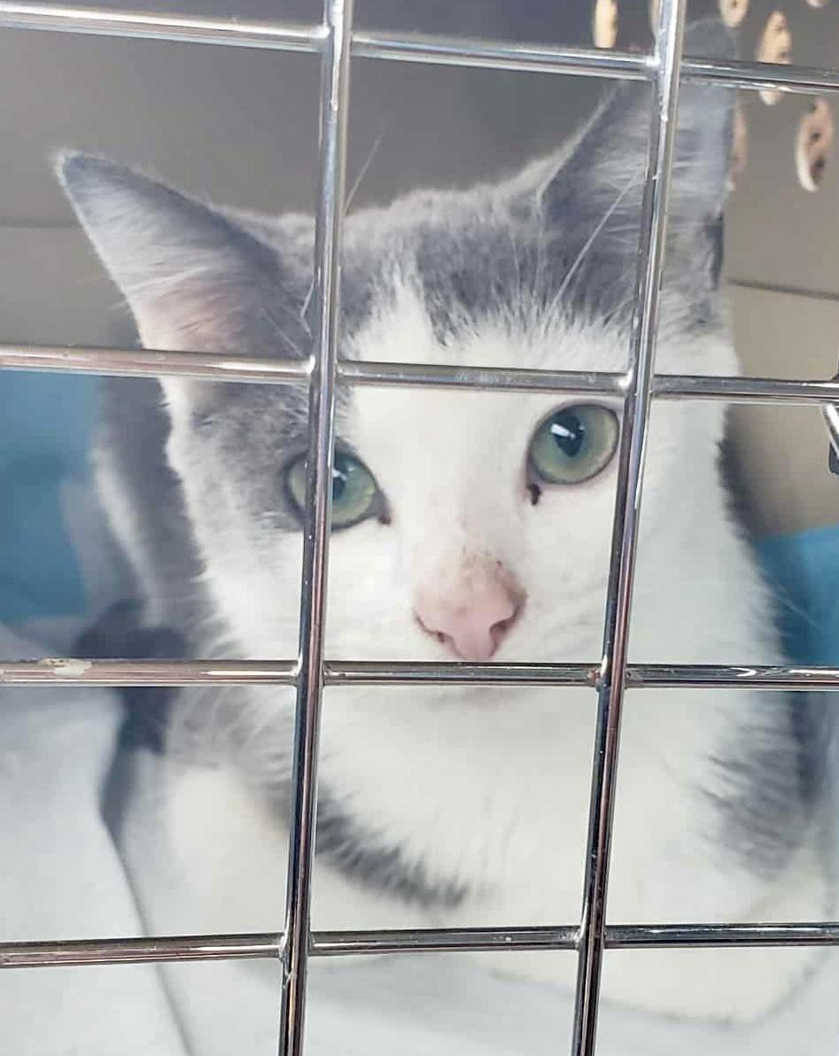 Enlarge Merlin, a Adopted Domestic Short Hair in Pointe-Claire, QC image 1/6