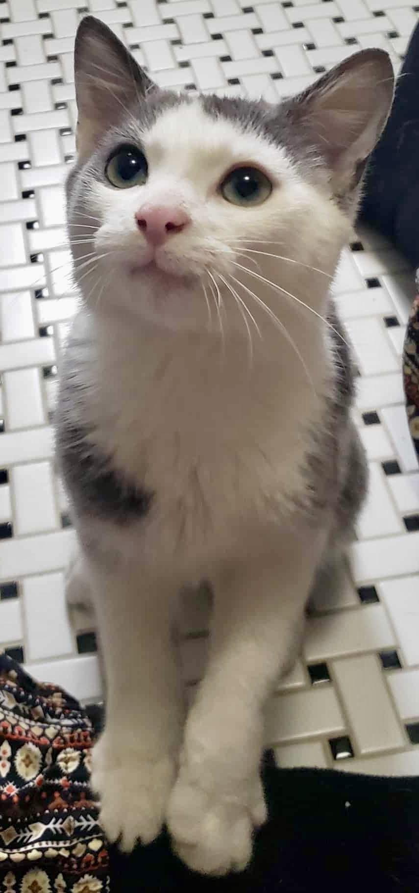 Enlarge Merlin, a Adopted Domestic Short Hair in Pointe-Claire, QC image 3/6