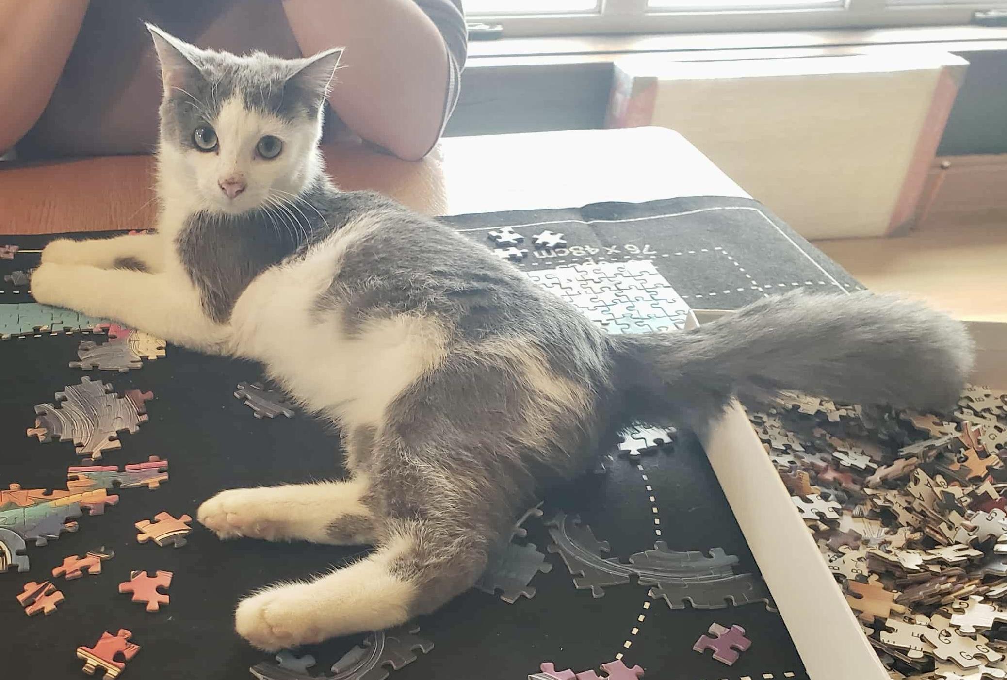 Enlarge Merlin, a Adopted Domestic Short Hair in Pointe-Claire, QC image 4/6