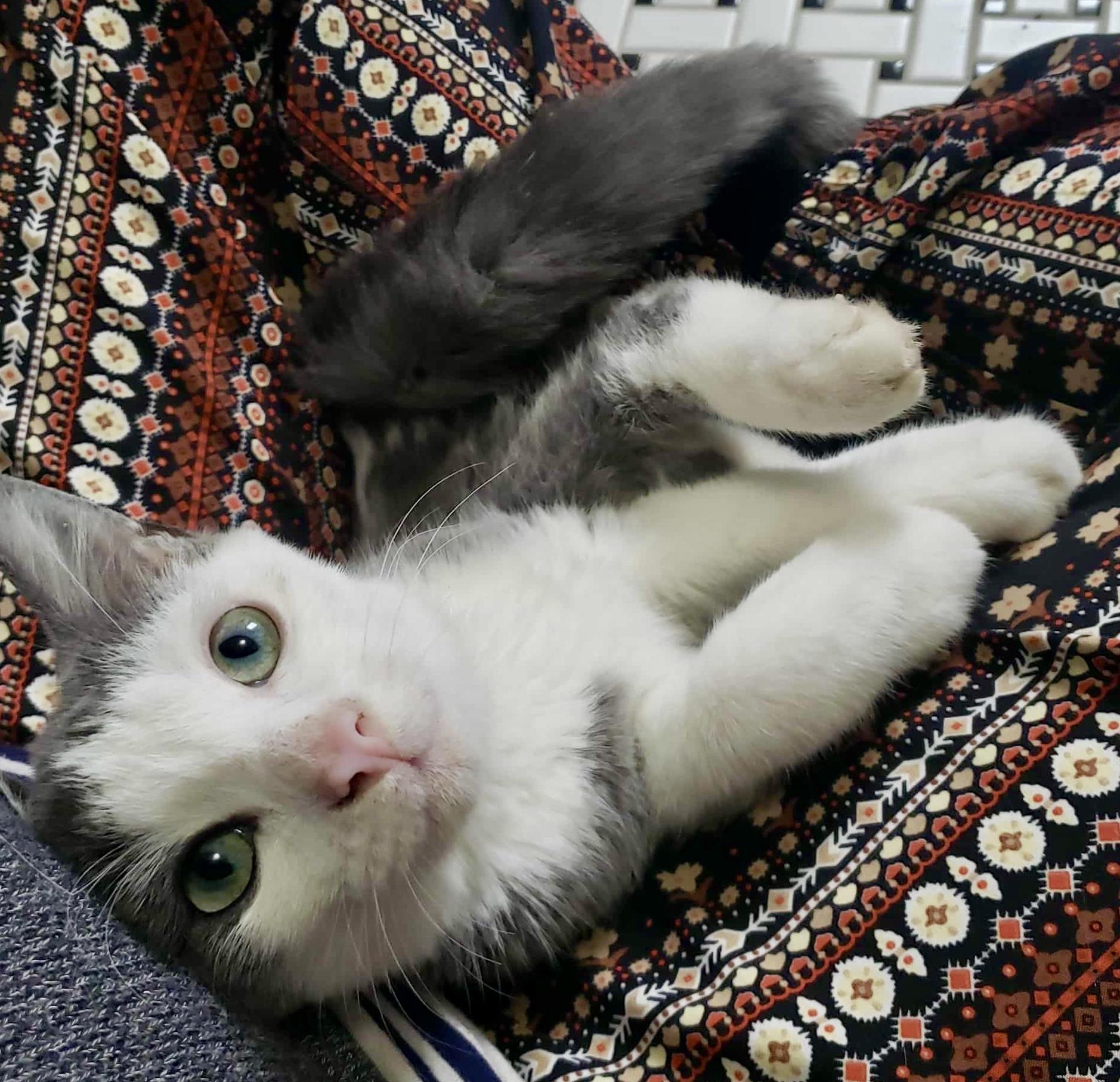 Enlarge Merlin, a Adopted Domestic Short Hair in Pointe-Claire, QC image 2/6