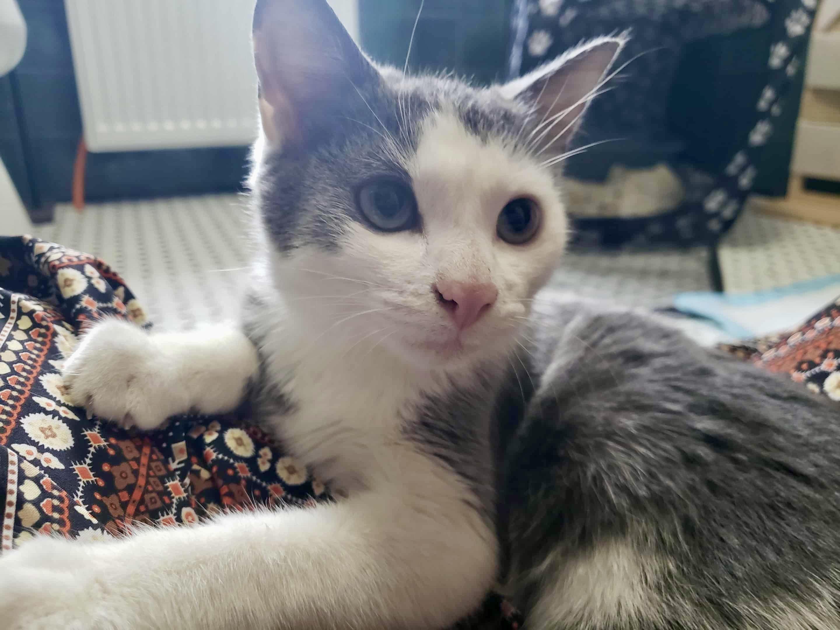 Enlarge Merlin, a Adopted Domestic Short Hair in Pointe-Claire, QC image 6/6