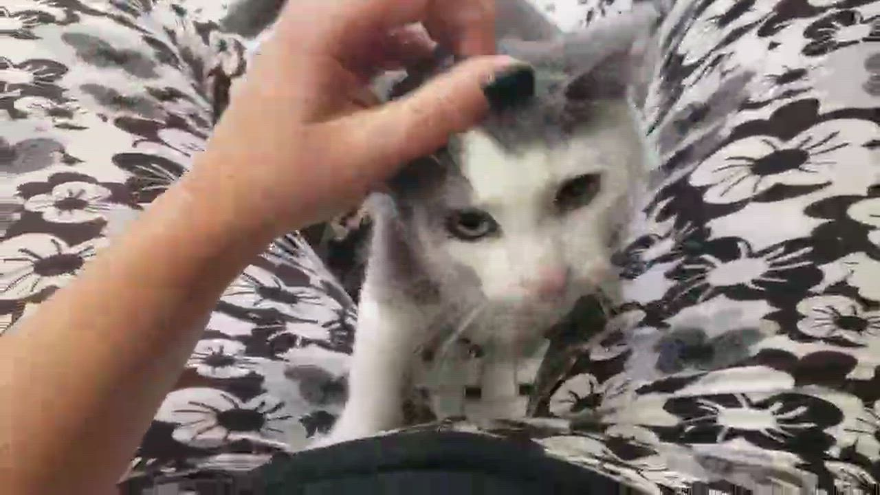 Enlarge Merlin, a Adopted Domestic Short Hair in Pointe-Claire, QC video 5/6