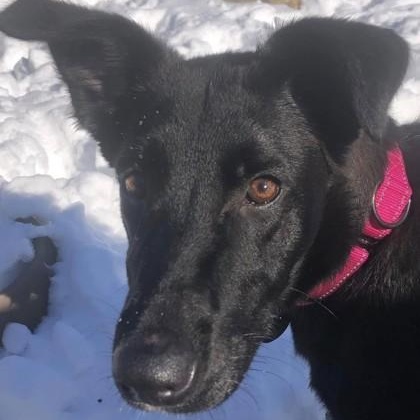 Nala, a Adoptable mixed breed in Avon, IN image 1/2