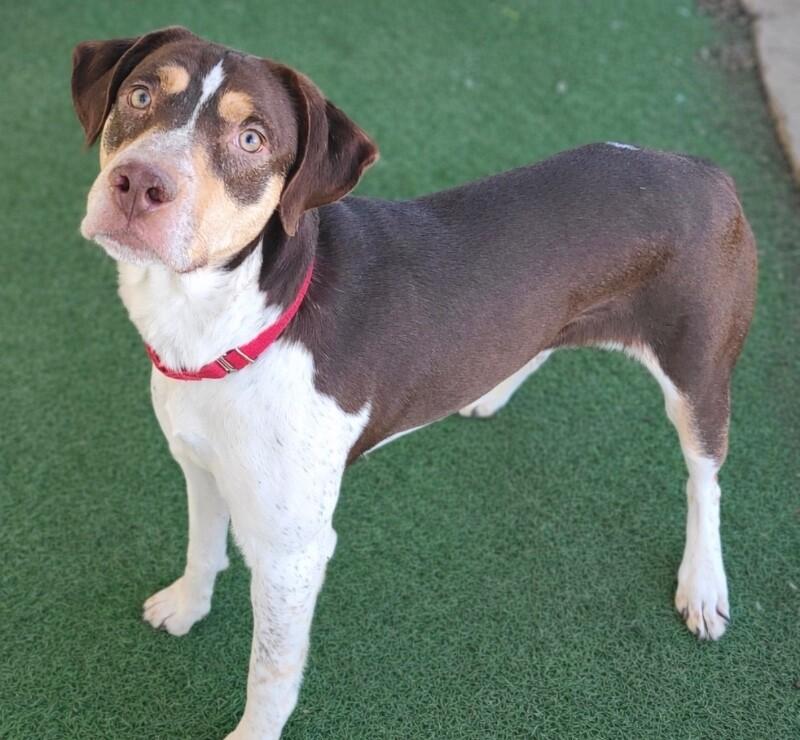 Cardinal, a Adoptable mixed breed in Fruit Heights, UT image 1/3