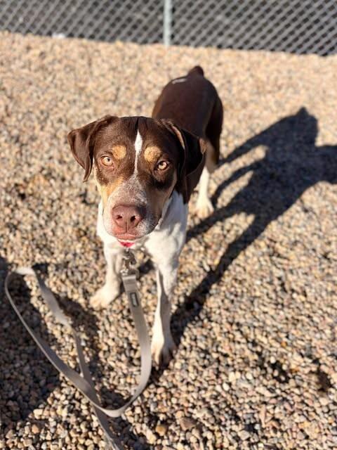 Cardinal — thumbnail 2