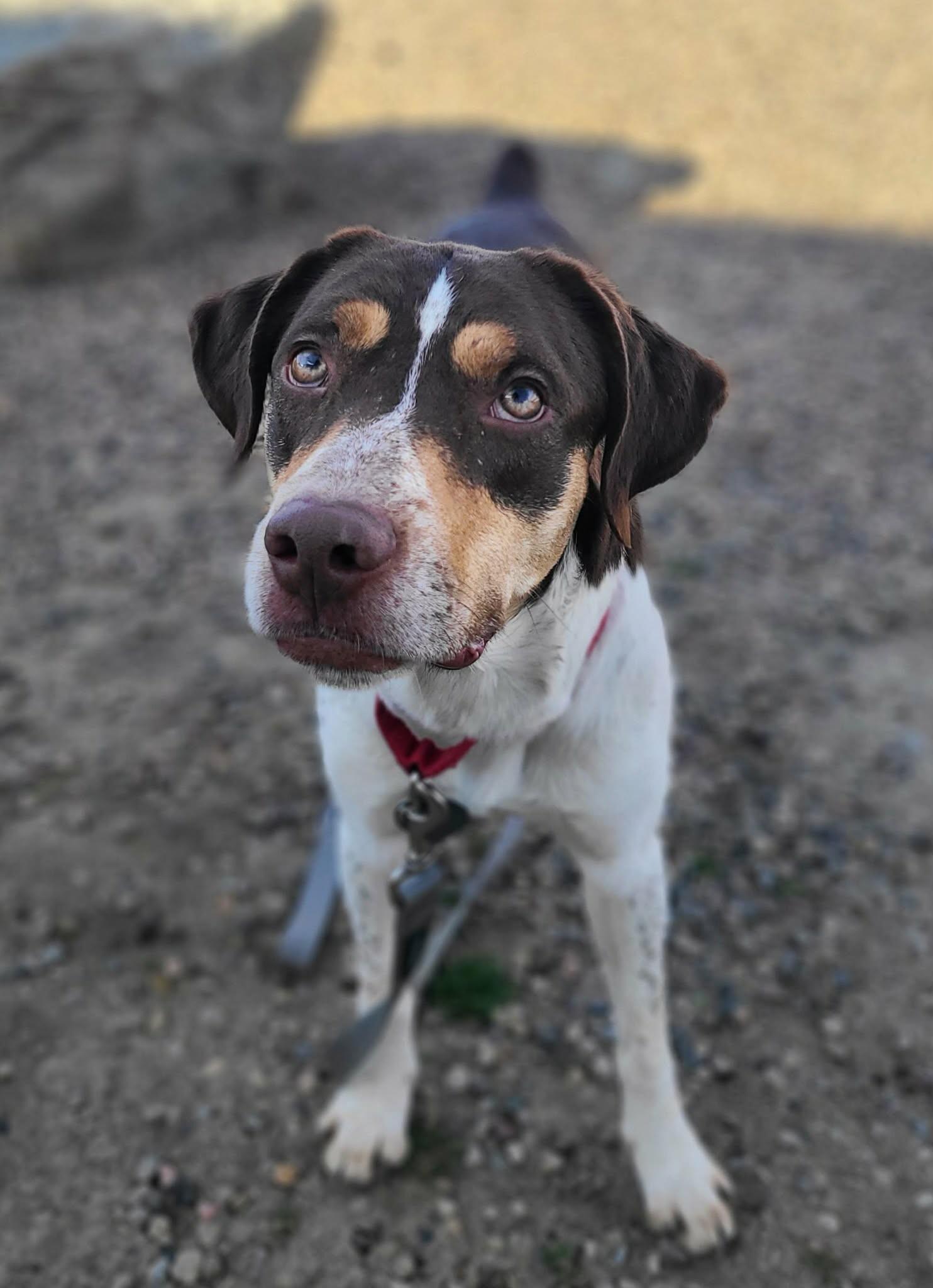 Cardinal — thumbnail 3