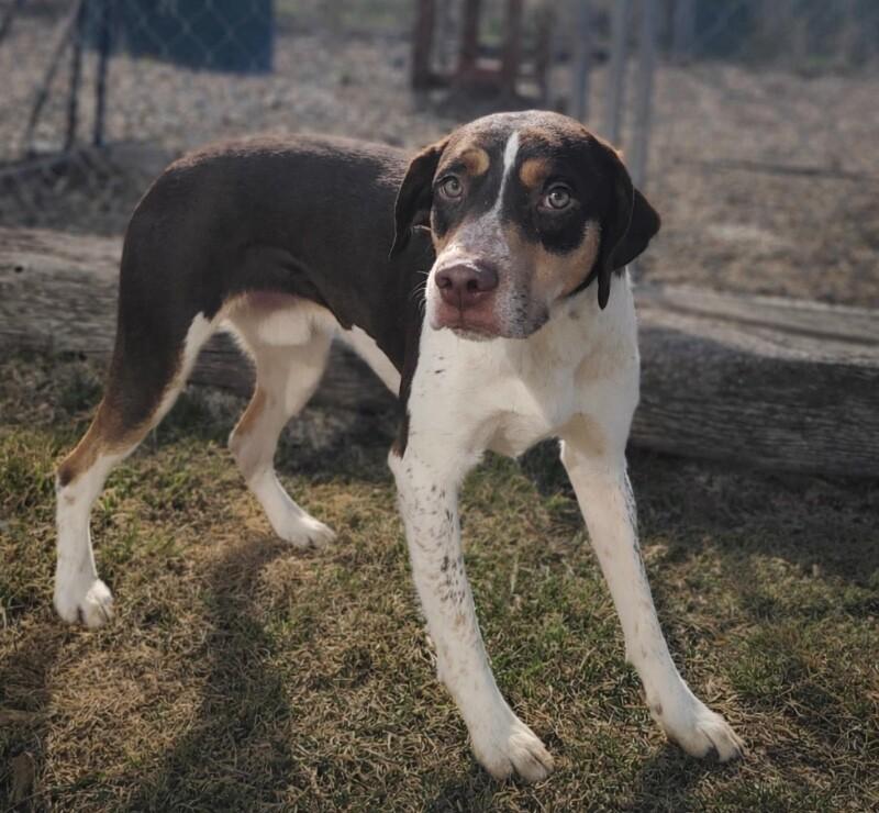 Cardinal, a Adoptable mixed breed in Fruit Heights, UT image 2/3