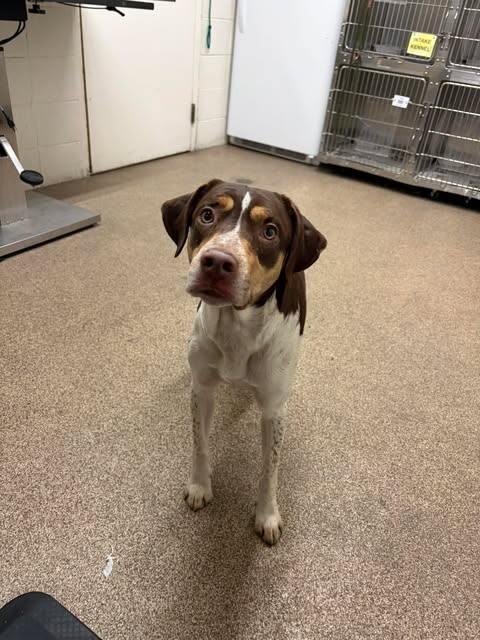 Cardinal, a Adoptable mixed breed in Fruit Heights, UT image 3/3