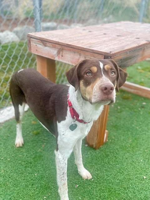 Cardinal — thumbnail 5