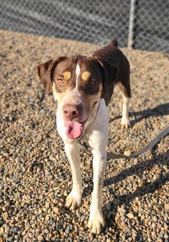 Cardinal — thumbnail 6