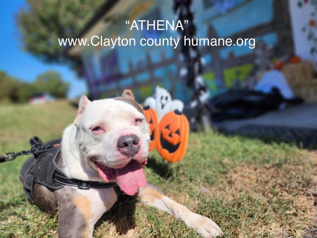 Athena photo 2
