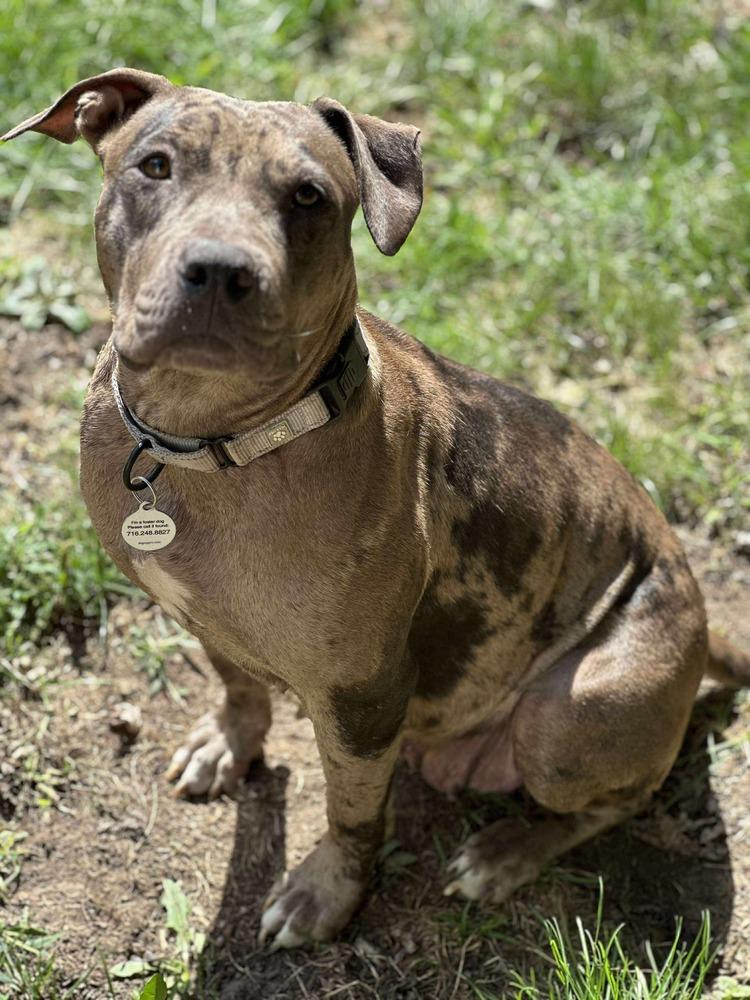 Marbles, Adoptable, Adult Female Mixed Breed.