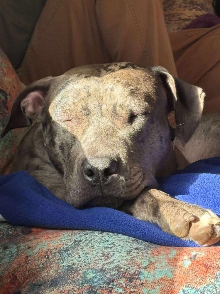 Marbles, a Adoptable mixed breed in Alden, NY image 2/5