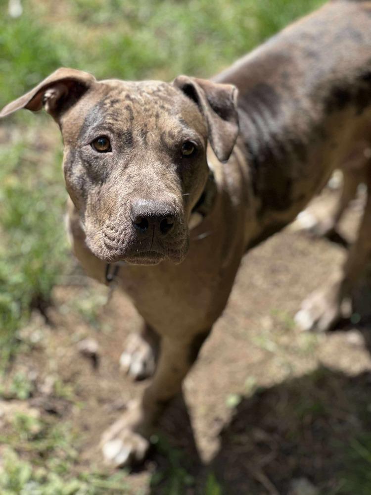 Marbles, a Adoptable mixed breed in Alden, NY image 3/5