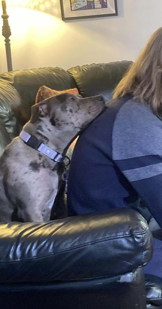 Marbles, a Adoptable mixed breed in Alden, NY image 4/5