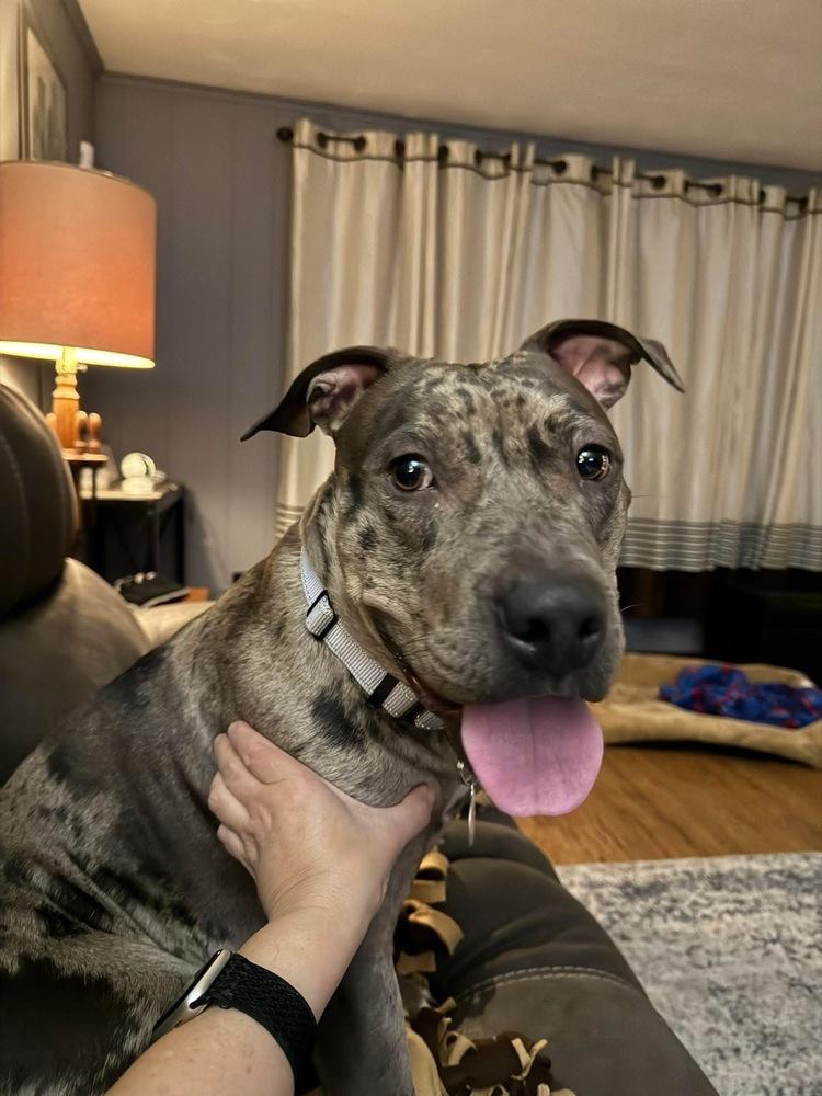 Marbles, a Adoptable mixed breed in Alden, NY image 5/5