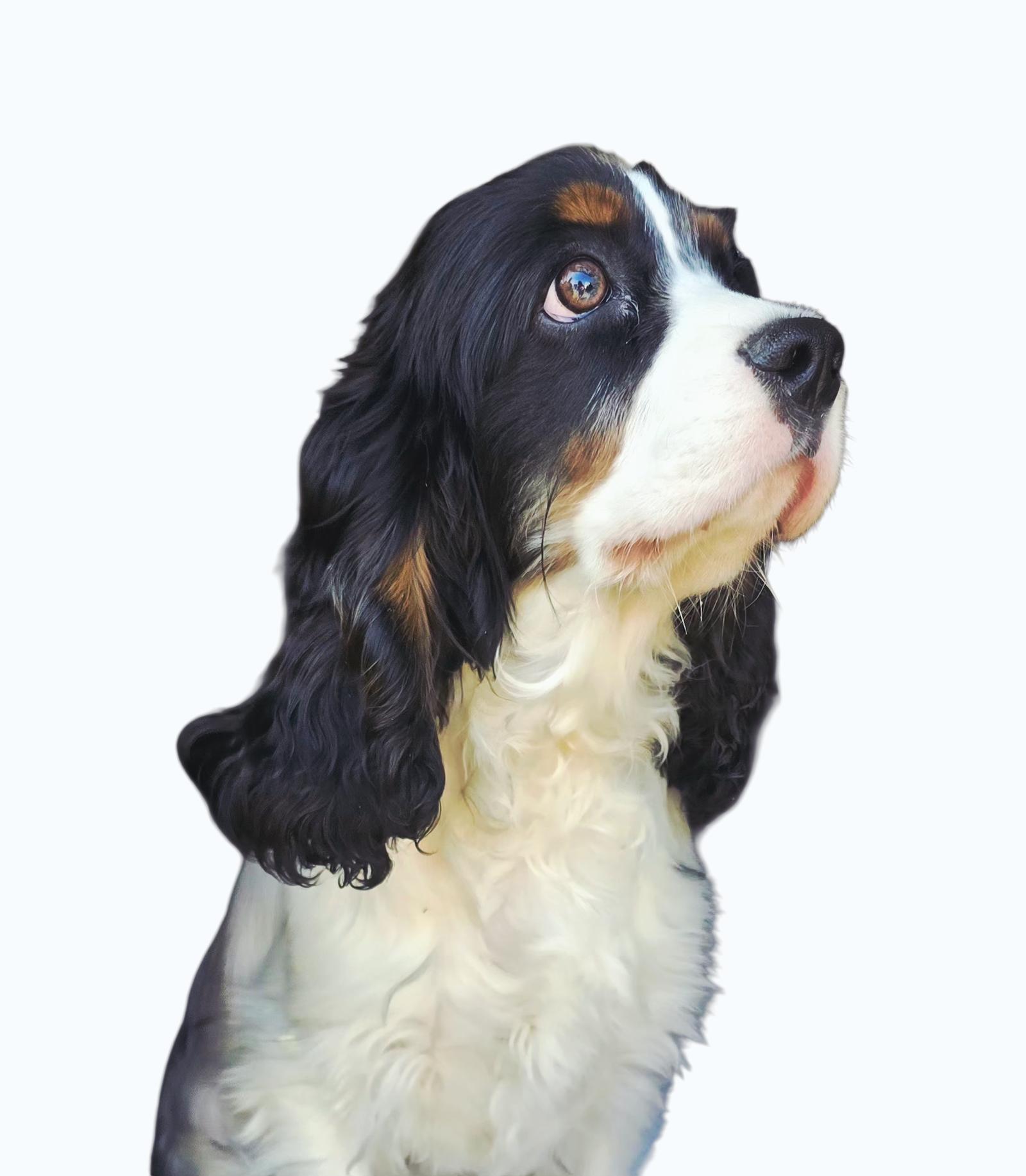Rune, Adoptable, Young Male Cocker Spaniel & Cavalier King Charles Spaniel.