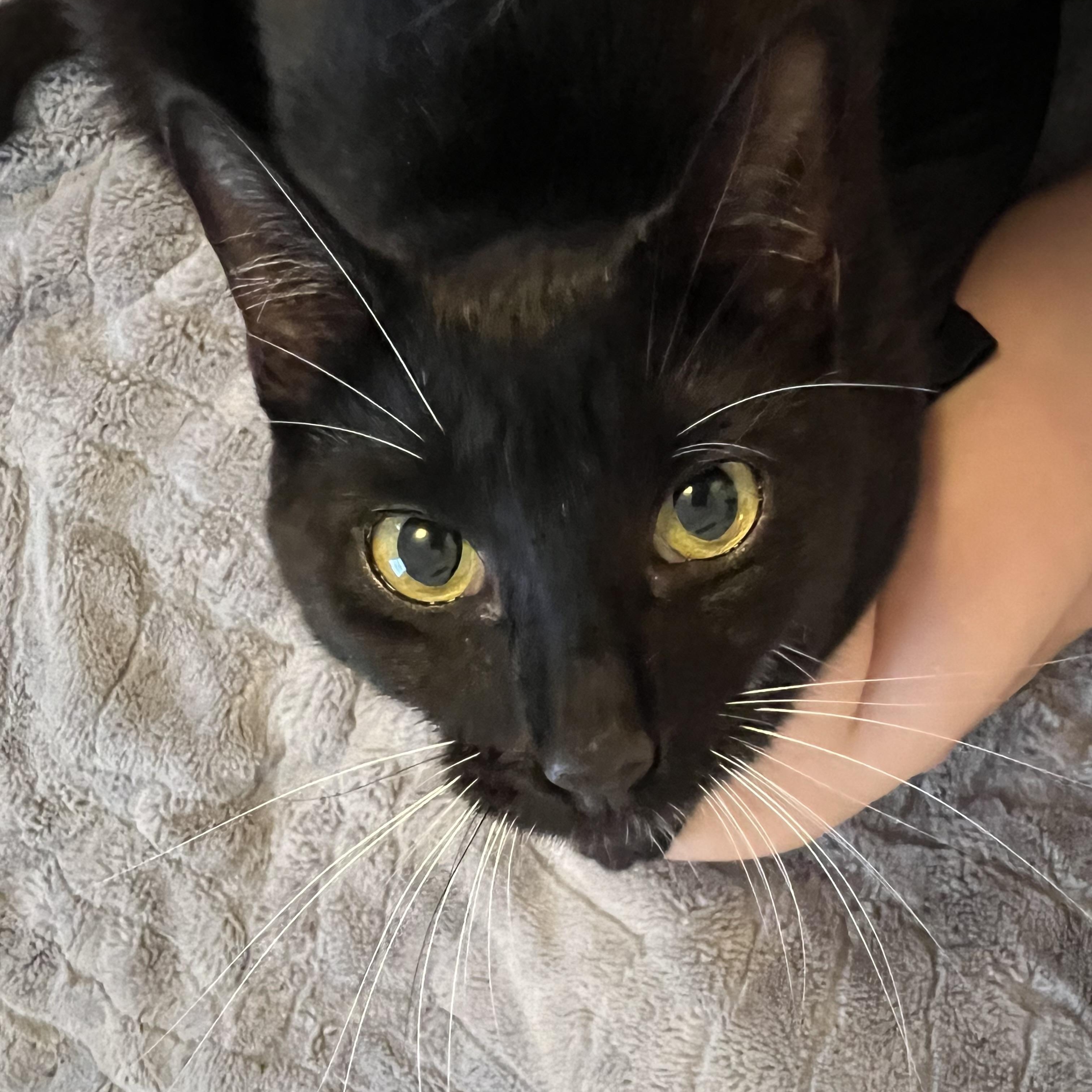 Enlarge Afina, a ADOPTABLE Domestic Short Hair in Norwalk, CT image 3/4