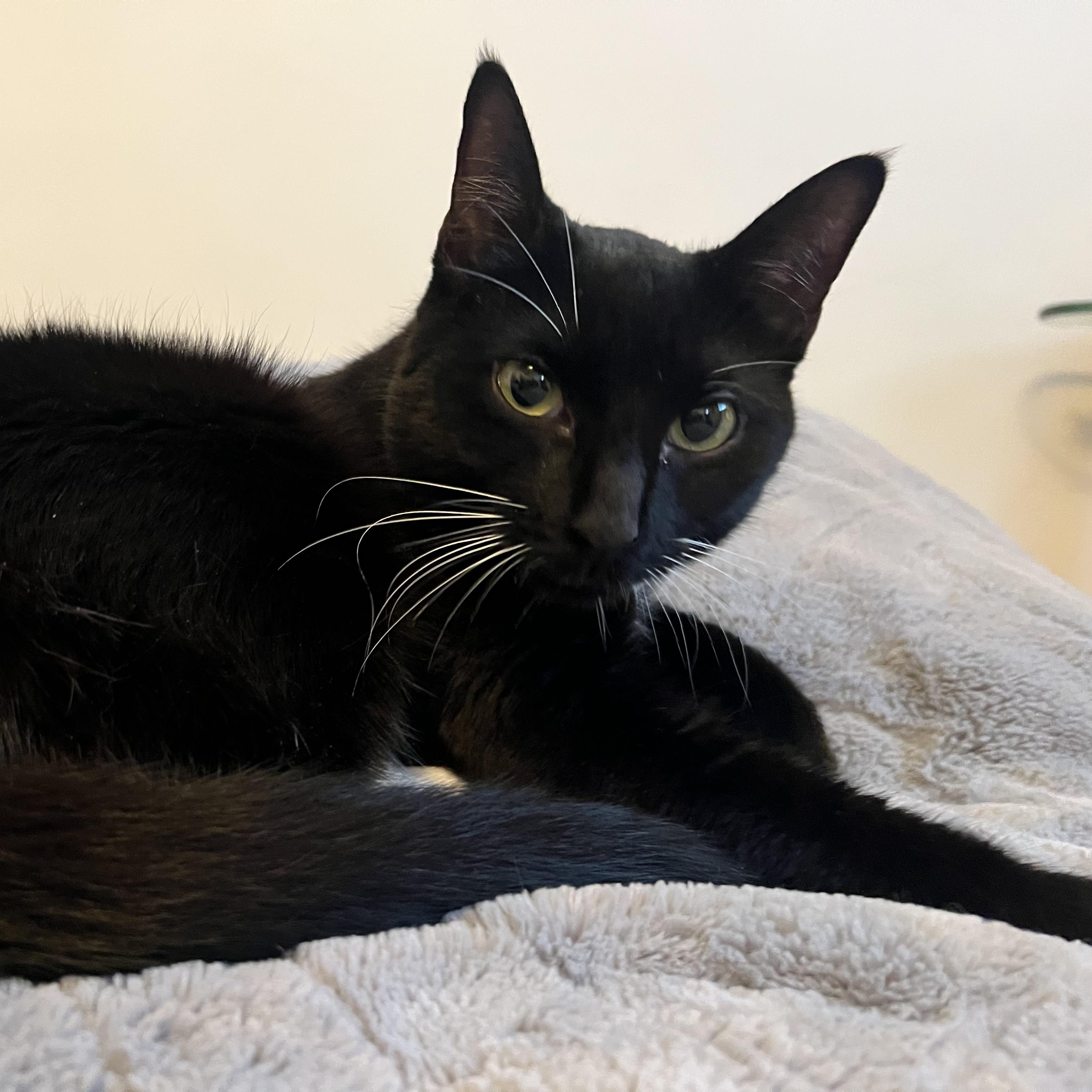 Enlarge Afina, a ADOPTABLE Domestic Short Hair in Norwalk, CT image 2/4