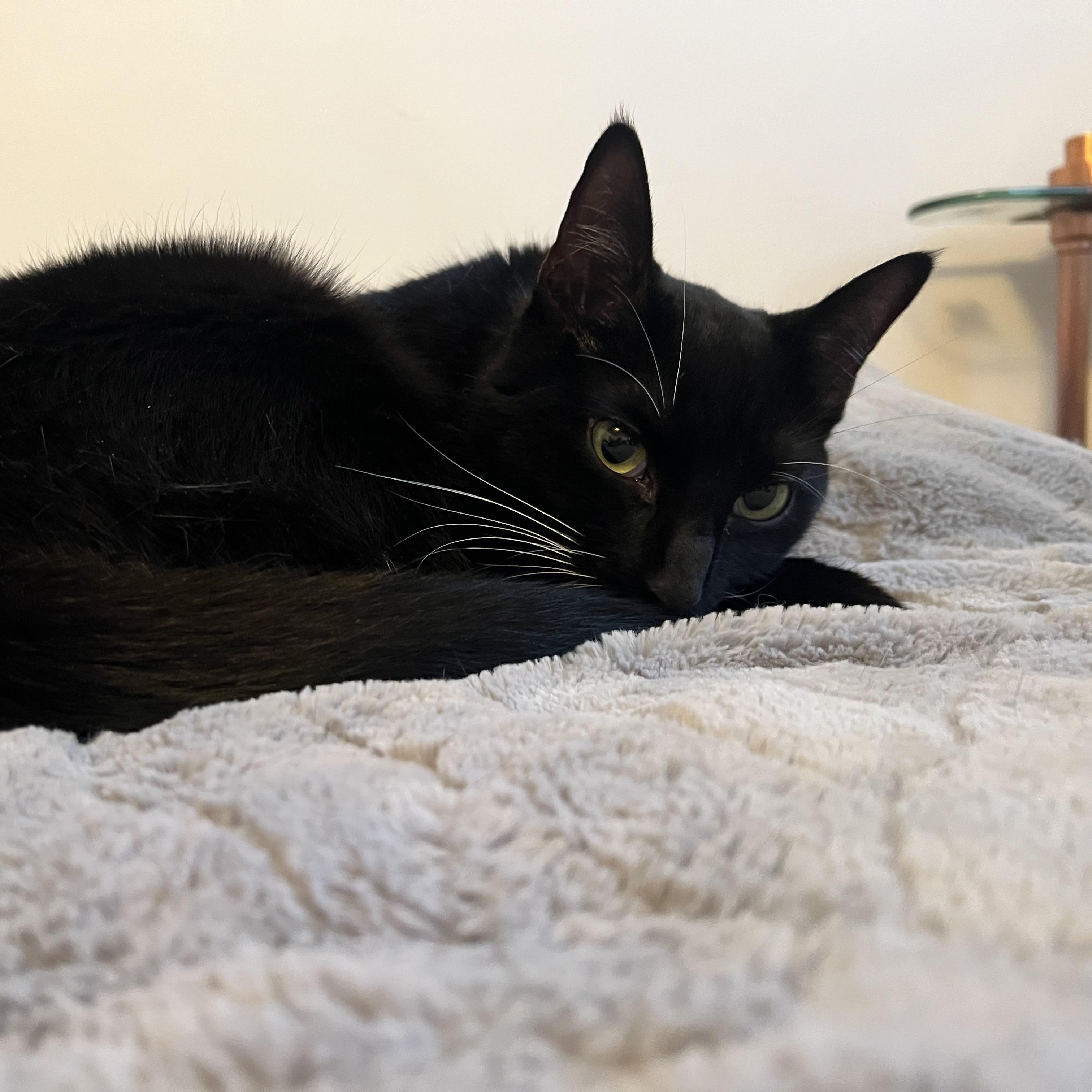 Enlarge Afina, a ADOPTABLE Domestic Short Hair in Norwalk, CT image 4/4