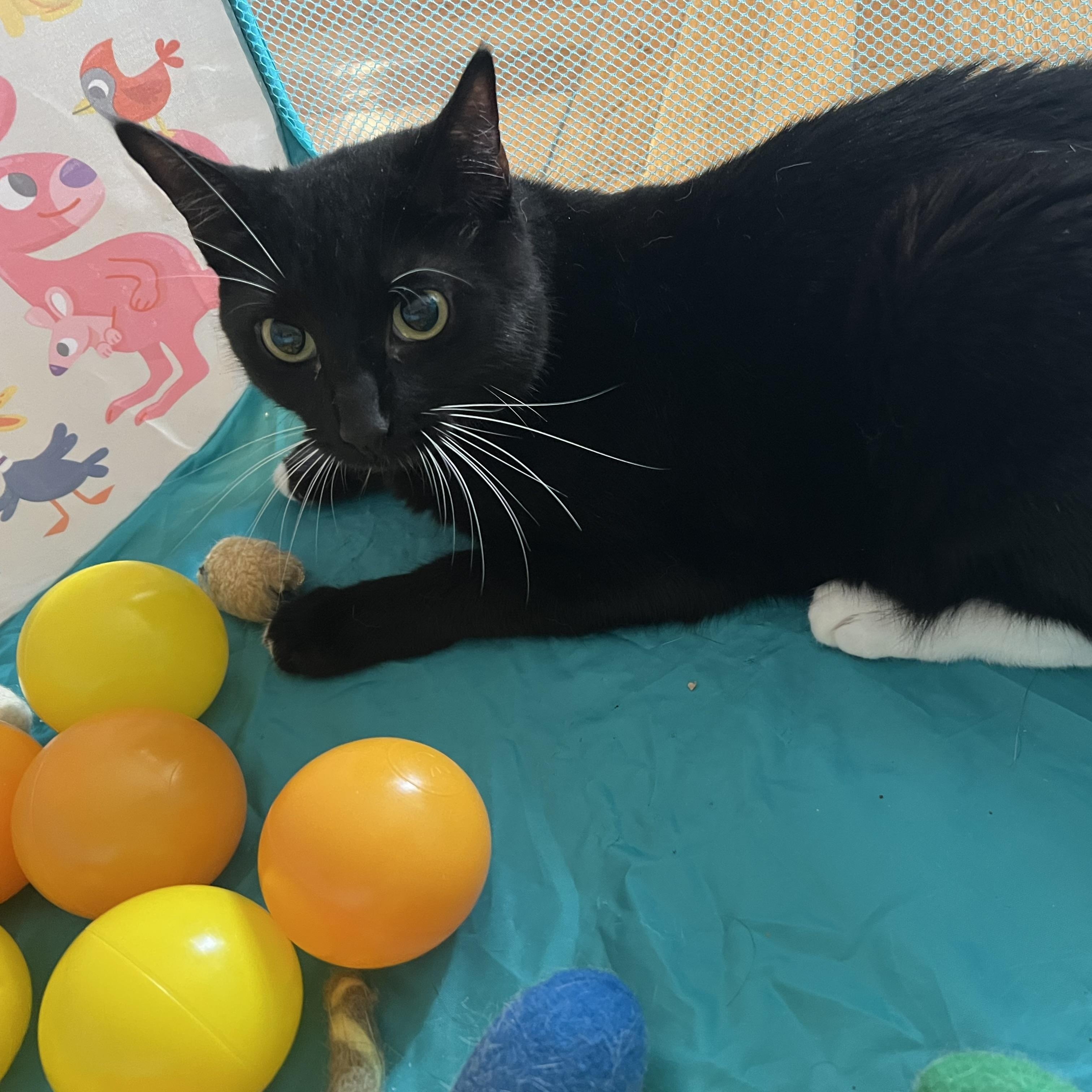 Afina, ADOPTABLE, Young Female Domestic Short Hair.