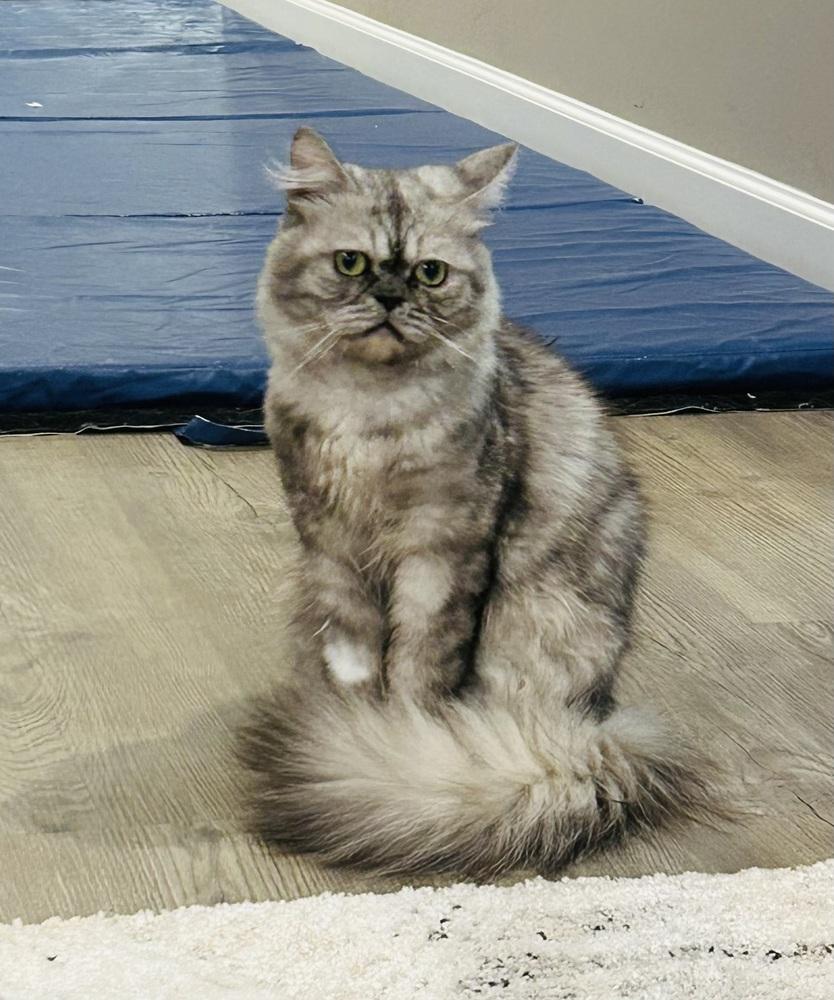 Amun, a Adoptable Persian in Vienna , VA image 2/4